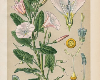 Correhuela silvestre – Litografía antigua de 1894 – Impresión botánica antigua