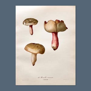 Litografia antica di funghi del 1956 / Russula amoena (Delicate Brittlegill) / Illustrazione di funghi vintage