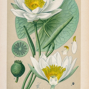 Ninfea bianca (Nymphaea alba) / Litografia botanica originale del 1894 / Stampa floreale d'epoca