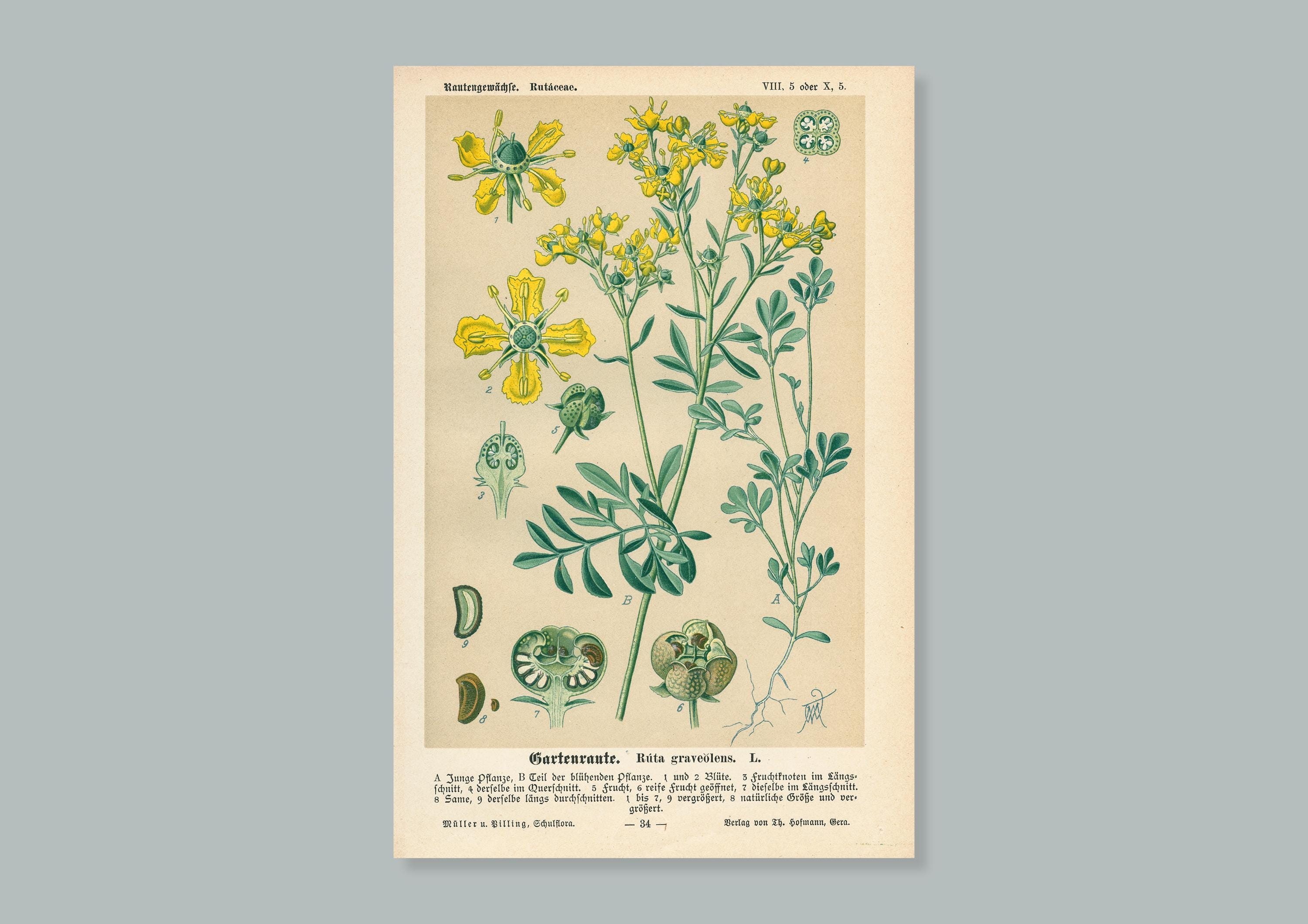 1894年｜ヘンルーダ｜アンティーク石版画（Ruta graveolens） - Etsy 日本