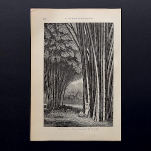 Könnte beinhalten: Ein schwarz-weißer Vintage-Druck, der eine Bambuswaldszene darstellt. Die Illustration zeigt hohe Bambusstämme und eine Person im Wald. Der Druck befindet sich auf gealtertem Papier mit Text oben und unten.