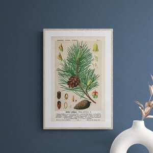 Pino (Pinus sylvestris L.) – Litografia antica del 1894