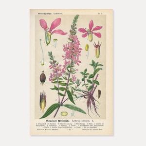 Gemeiner Weiderich – Antike Lithografie von 1894 | Botanische Illustration (Lythrum salicaria)