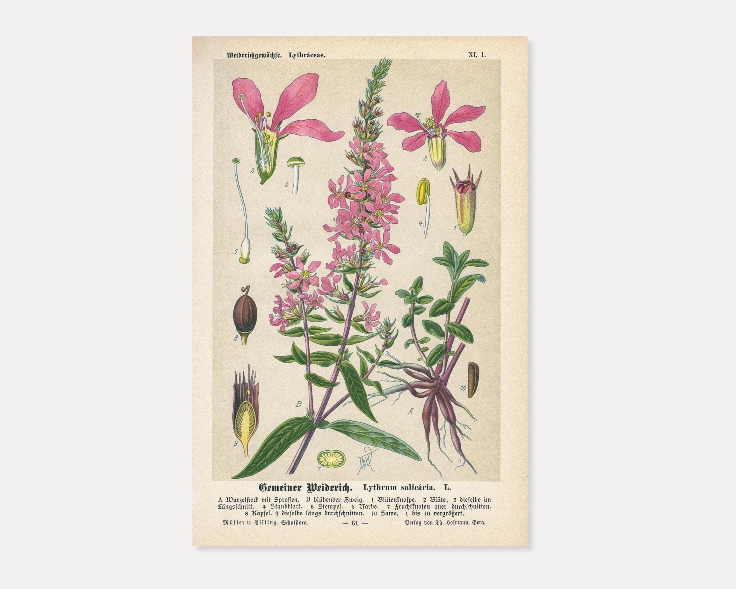 Antique Botanical Lithograph: Purple Loosestrife  1894 Vintage Plant  Illustration (lythrum Salicaria) - Etsy New Zealand