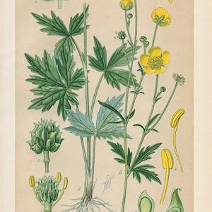 Ranuncolo dei prati (Ranunculus acris) / Litografia originale del 1894 / Stampa botanica d'epoca