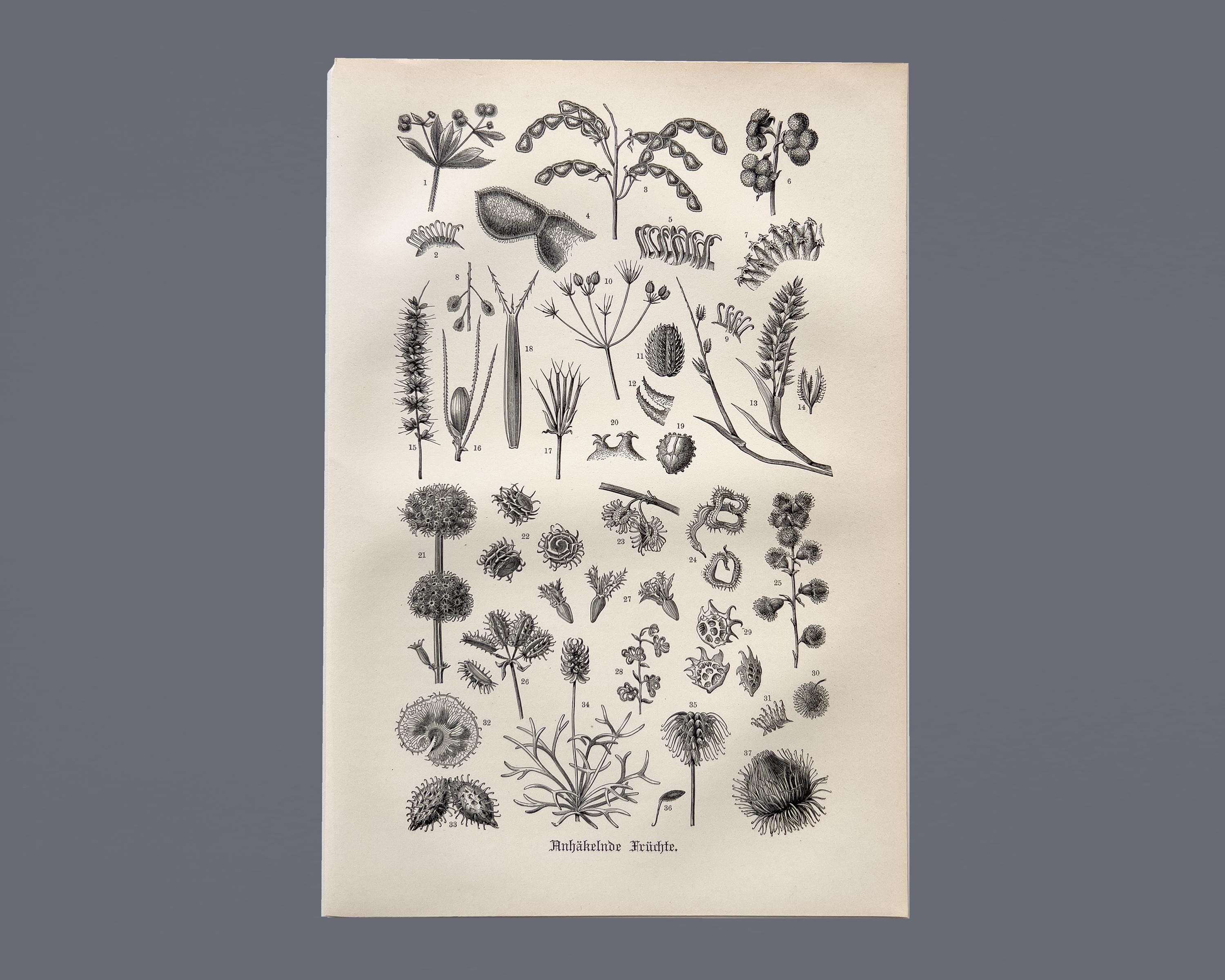 アンティーク　版画日本画 花・植物・果実の絵 4点セット アンティーク木版画｜ヴィンテージ植物画｜鉤状の果実 - Etsy 日本