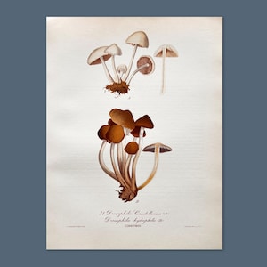 Litografia antica di funghi del 1956 / Drosophila candolleana e Drosophila hydrophila / Illustrazione di funghi d'epoca
