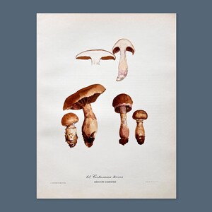 Litografia antica di funghi del 1956 / Cortinarius torvus (Webcap imbavagliato) / Illustrazione di funghi vintage