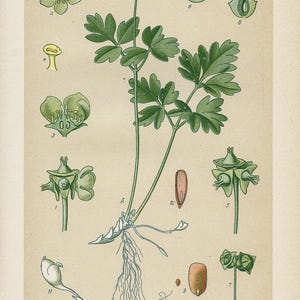 Fiore di muschio (Bissamkraut) – Litografia antica del 1894