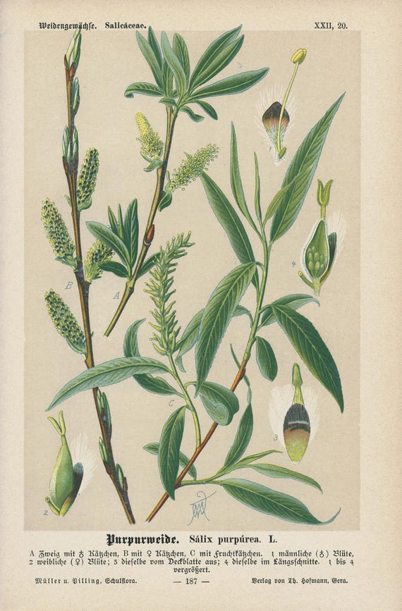 1894 Purple Willow  Antique Original Lithograph  Botanical Vintage Print  - Etsy