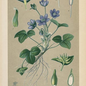 1894 | Hépatique (Hepatica triloba) | Lithographie originale ancienne | Illustration botanique