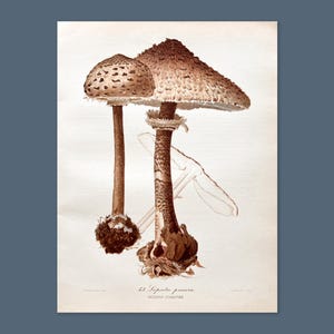 Litografia antica di un fungo del 1956 / Lepiota procera (fungo parasole) / Illustrazione di un fungo d'epoca