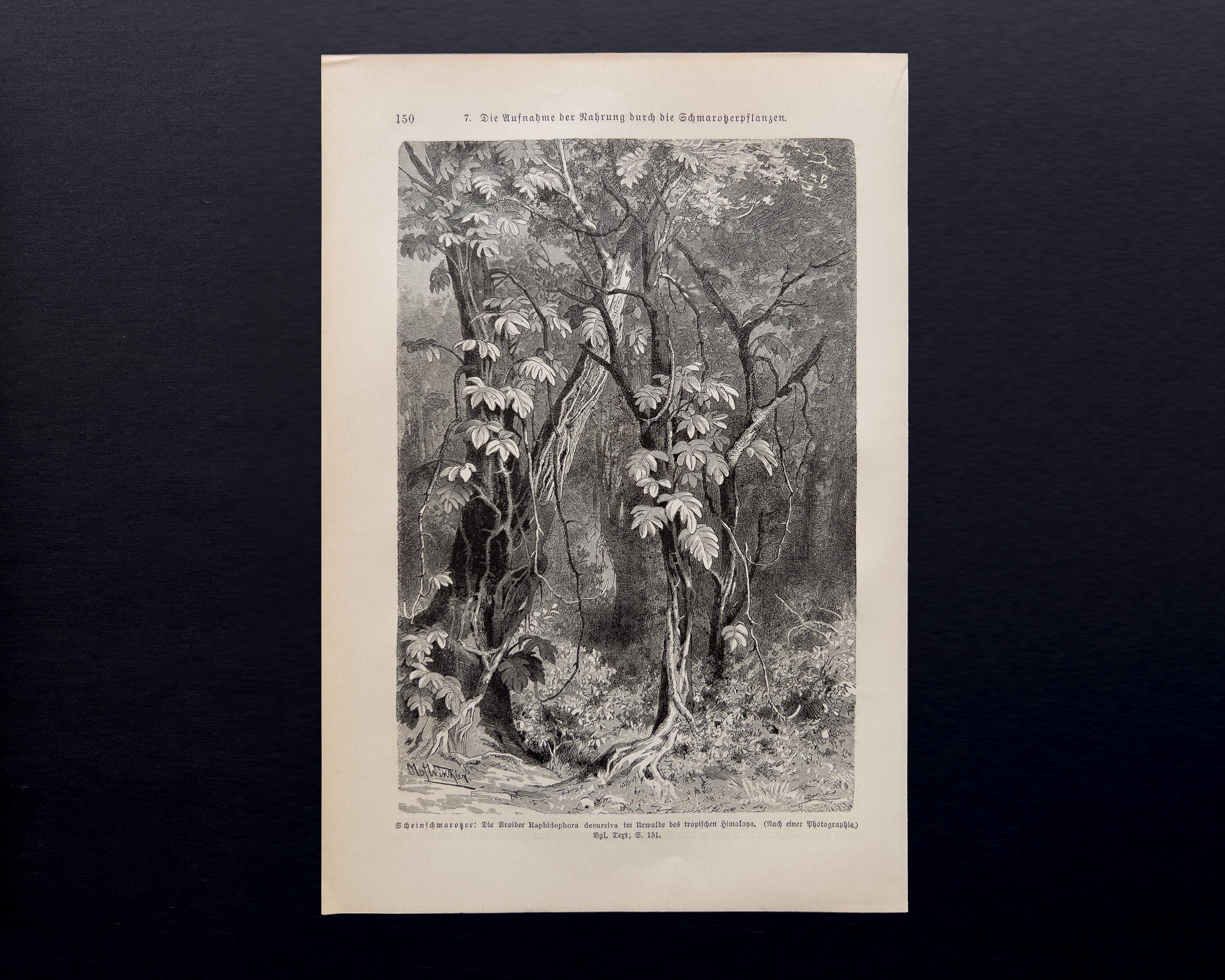 Chêne – Gravure sur bois antique de 1898 | Illustration botanique vintage - France