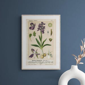 Common Orchid (Orchis morio L.) – Antique lithograph from 1894