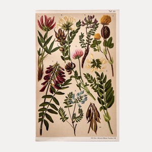 1904 | Fleurs alpines et flore de haute montagne | chromolithographie vintage | Impression botanique originale
