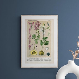 Hohlwurziger-Lerchensporn (Corydalis cava Schweigger) – Antique lithograph from 1894