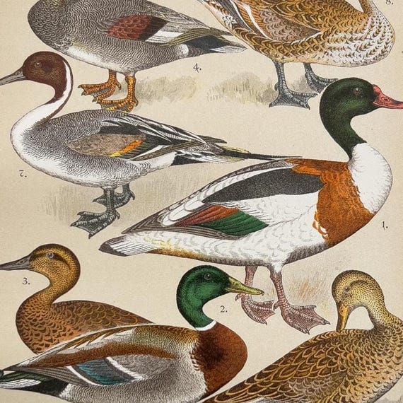 1905年 アヒルの種類 – アンティークリトグラフ – 鳥類学の版画