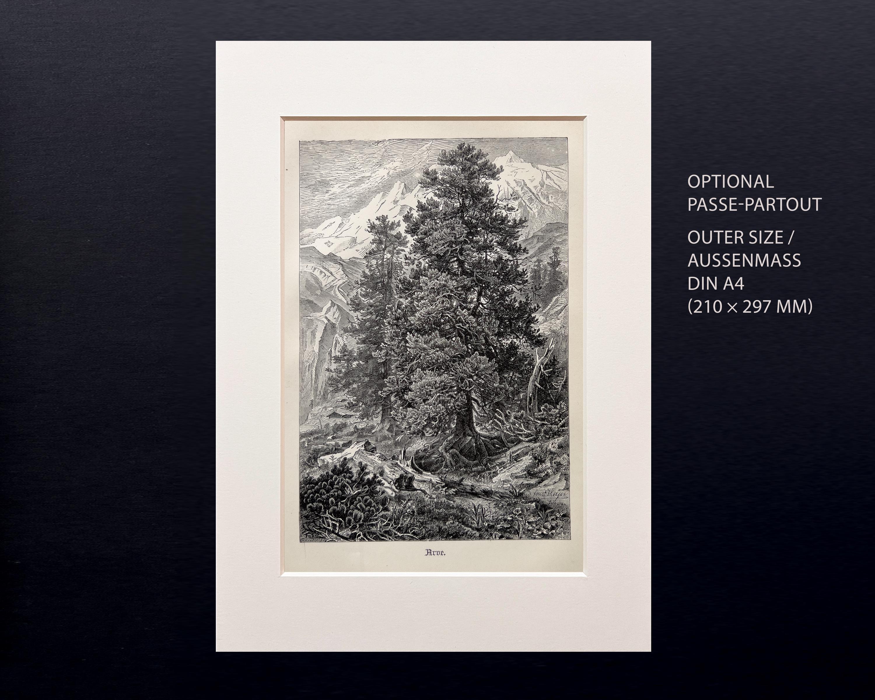 スイスパイン – 1898年のアンティーク木版画 – ヴィンテージ植物