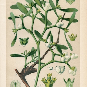 Vischio bianco (Viscum album L.) – Litografia antica del 1894