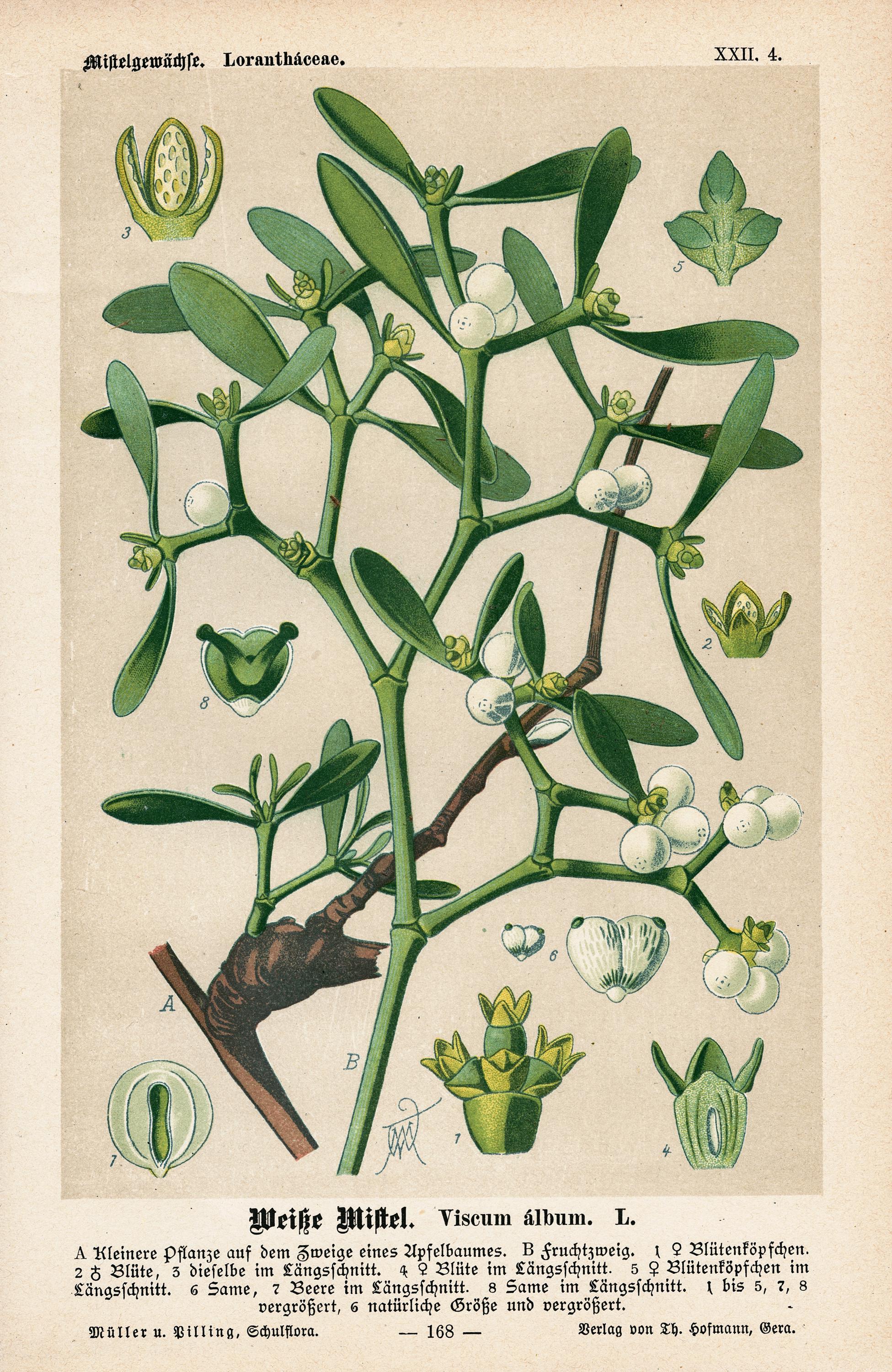 Viscum album - Etsy 日本