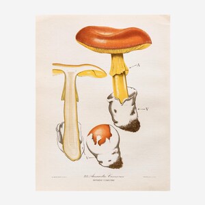 Caesar's mushroom | 1956 Antique lithograph | Amanita caesarea | Vintage mushroom illustration
