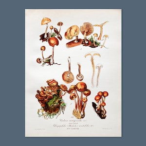 Litografia antica di funghi del 1956 / Drosophila mutabilis (gambo in velluto) / Illustrazione di funghi vintage