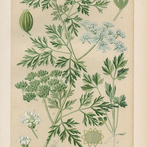 Hondenpeterselie (Aethusa cynapium) – antieke lithografie uit 1894