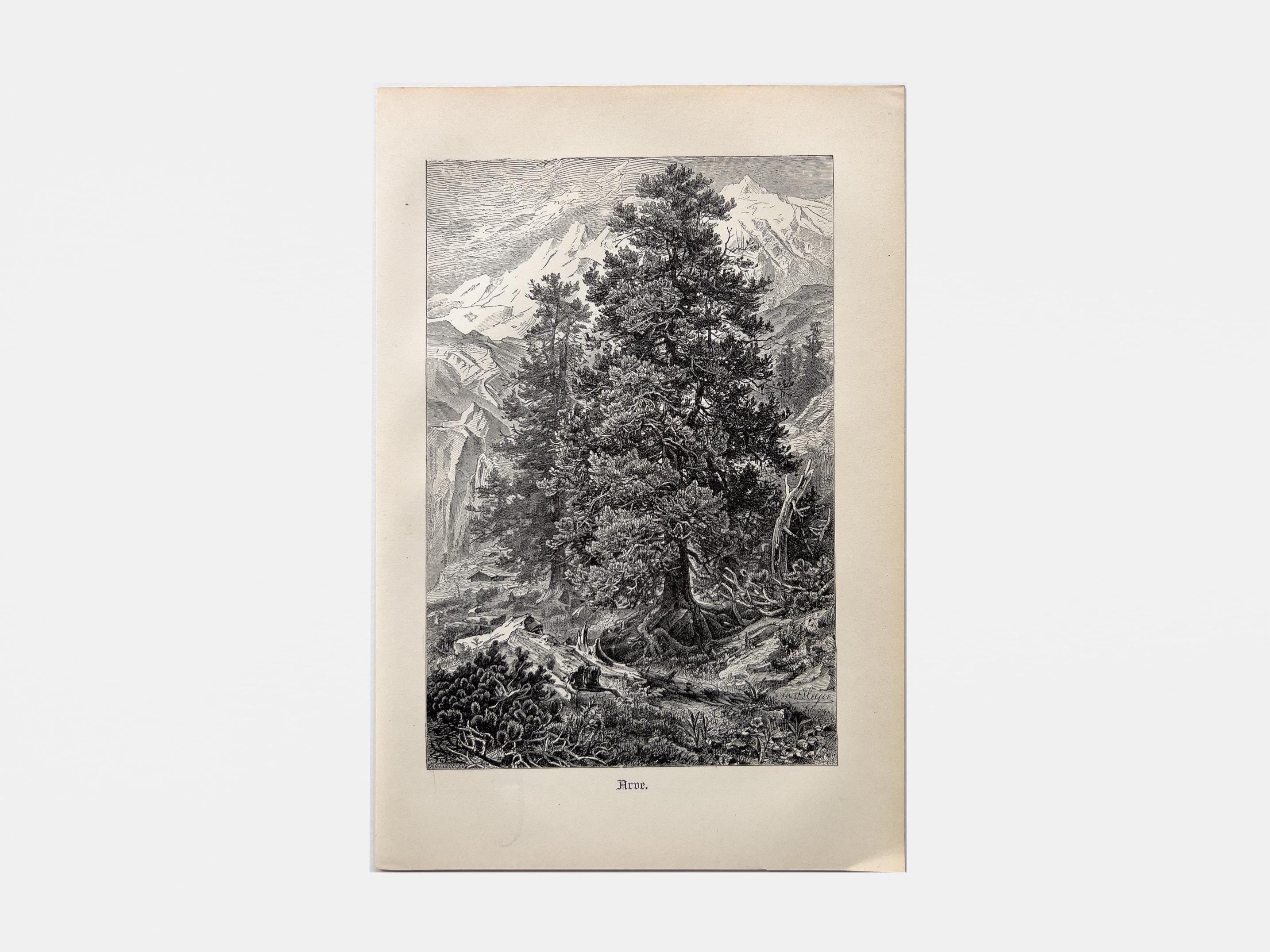 スイスパイン – 1898年のアンティーク木版画 – ヴィンテージ植物