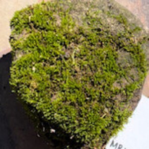 May include: A rectangular rock covered in vibrant green moss. The moss is thick and lush, with a slightly uneven texture. A small white tag with the text "MR1003" is visible on the right side of the rock. The rock sits on a wooden surface.