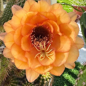 Trichocereus “ 15-2007 “ Andreas Wessner Hybrid (well rooted).