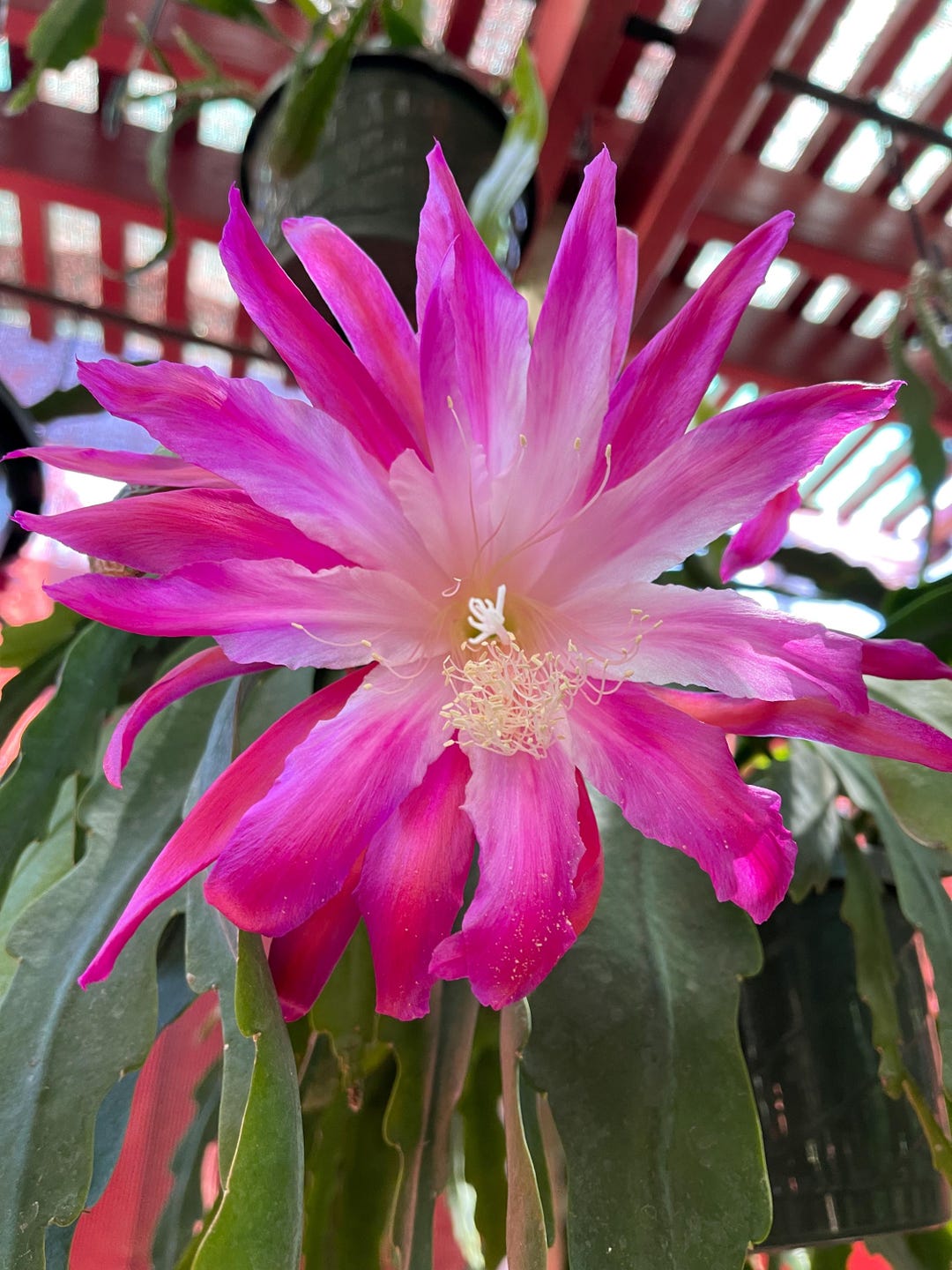 U R The One Epiphyllum “ U-R the One”hybrid (plant Leaves 1 Cutting 7”-9”length ...