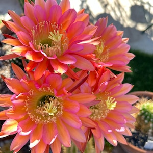 Trichocereus “Betty Bloom” Hybrid (Well-rooted)