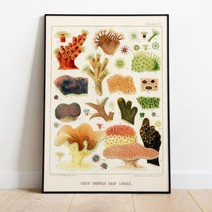 Great Barrier Reef Coral, Marine Science Print, 1890 - Vintage wanddecoratie, poster van hoge kwaliteit - Premium halfglanzend papier