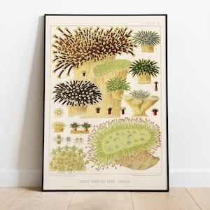 Coralli della Grande Barriera Corallina, Stampa Antica di Vita Marina, 1980 - Decorazione da parete vintage, Poster di alta qualità - Carta semilucida premium