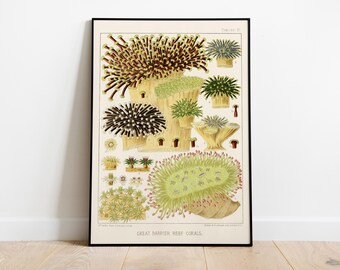 Great Barrier Reef Coral Print, Vintage Marine Life Art, Coastal Decor