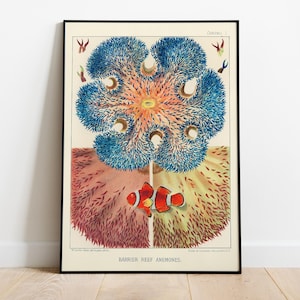 Barrièrerifanemonen, anemoonvis oceaankunst, 1890 - vintage wanddecoratie, poster van hoge kwaliteit - premium halfglanzend papier