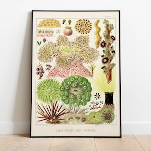 Anemoni della Grande Barriera Corallina, Stampa Artistica di Biologia Marina, 1980 - Decorazione da Parete Vintage, Poster di Alta Qualità - Carta Semi-Lucida Premium