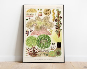 Great Barrier Reef Anemones Print, Vintage Marine Biology Art