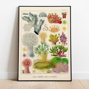 Grande Barriera Corallina Alcyonaria, Biologia Stampa Marina, 1980 - Decorazione murale vintage, Poster di alta qualità - Carta semilucida premium