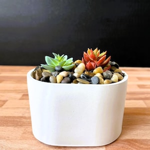May include: White oval concrete planter with three small succulents, one red and two green, and a layer of small decorative rocks.