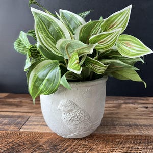May include: A white ceramic planter with a bird design, featuring a green and white leafy plant.