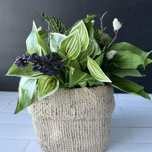 May include: A small potted plant arrangement with green and white variegated leaves, purple berries, and white fuzzy flower buds in a beige burlap-textured pot.