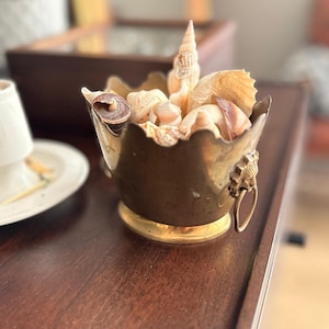 May include: A brass bowl with a scalloped rim and lion head side handles containing a collection of various beige and brown seashells. The bowl features a circular base and a metallic finish, filled with assorted natural sea shells of different shapes.