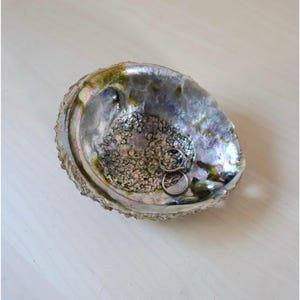 May include: An iridescent abalone shell, showcasing a spectrum of colors including silver, green, and purple. Two silver rings rest inside the shell, which is set against a light-colored wooden surface. The shell's textured surface adds visual interest.