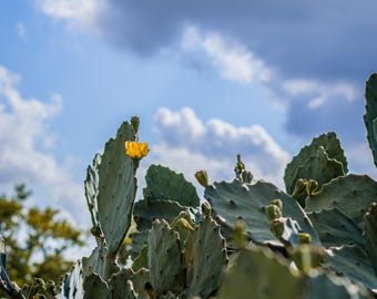 Texas Prickly Pear Cactus Photography Print, Houston Botanical Garden