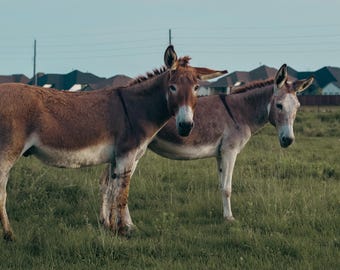 A Couple of Friends, Farm Animal Wall Art, Farm Photography, Livestock, Donkeys