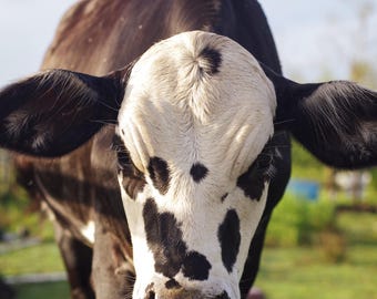 Spotted Cow Portrait, Farm Animal Photography, Western Wall Art