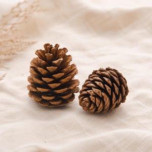 May include: Two brown pine cones of different sizes rest on a cream-colored fabric. The pine cones have a textured, layered appearance, with visible scales. Dried, beige-colored plant stems are in the background, adding a natural element to the composition.