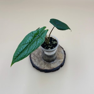 Alocasia Samar Lance (Alocasia Scalprum) – Live Plant – 2&quot; Self-Watering Starter or Established Indoor Houseplant