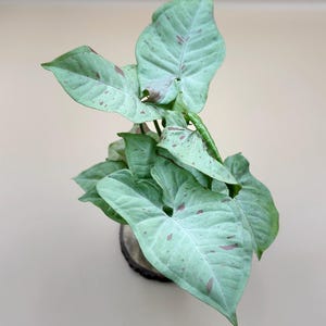 Syngonium Milk Confetti (Syngonium Podophyllum) – Live Plant – 2&quot; Self-Watering Starter or Established Indoor Houseplant